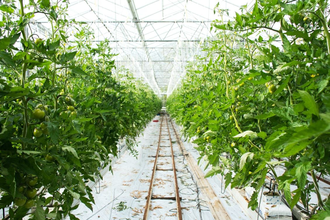 Welche klimatischen Probleme treten häufig in Gewächshäusern auf?